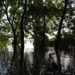 Canoe paddling through flooded forest.