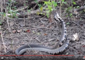 Two snakes intertwined on the forest floor.