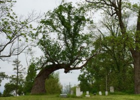 A large tree arches over tombstones.