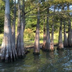 Cypress trees with exposed roots in water.