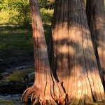 Cypress tree trunks with exposed roots in water.