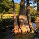 Cypress trees with exposed roots in water.