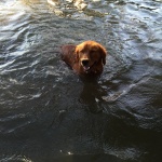 Golden retriever swimming in a lake.