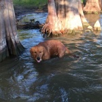 Brown dog swimming in a lake by trees.