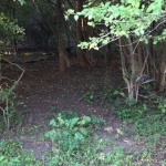 Dense forest with trees and foliage.