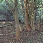 Forest floor with thick tree trunks.