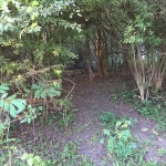 Dense woodland with leafy branches.