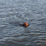 A brown dog swims in the water.