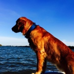 Golden retriever dog by the water.