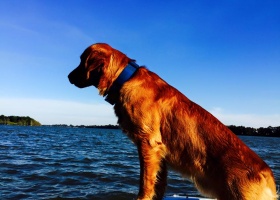 Golden retriever dog by the water.