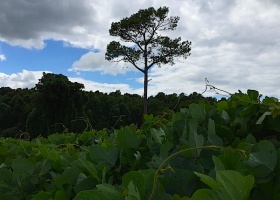 Tall pine tree in a forest with green foliage.