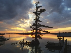 Silhouette of a cypress tree at sunset.