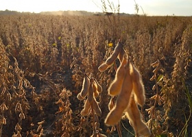 Soybean field with ripe pods in harvest.