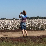 Woman taking a photo of a cotton field.