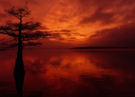 Silhouette of a tree at sunset.