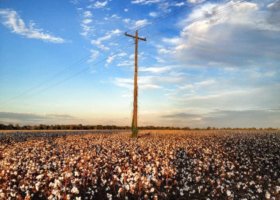 Power line pole in a cotton field.