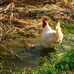 White rooster wading in a muddy creek.