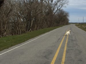 White dog running on empty road.