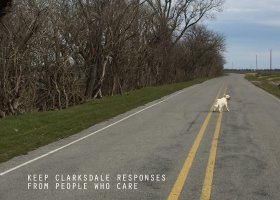 White dog walking down a road.