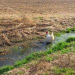 White chicken in a grassy ditch.