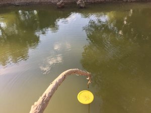 Retrieving a floating disc