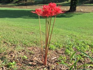 ClarkSpider lilies along the Sunflower Riversdale Disc Golf Course