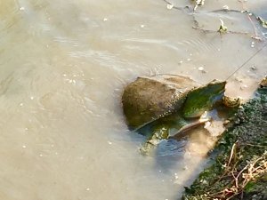 Snapping Turtle on Sunflower River