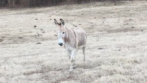 Donkey on the Levee