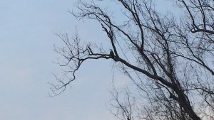 Can you see him? Delta Wildlife. Bald Eagle