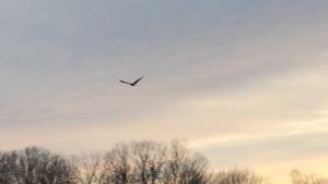 The Eagle takes flight! Delta Wildlife. Bald Eagle