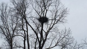 Eagle's Nest. Delta Wildlife