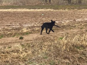 A Delta Dog with a stick. Delta Wildlife