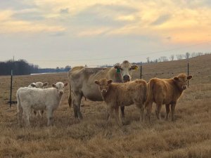 Cows on the levee