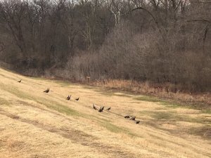 Turkeys on the Levee