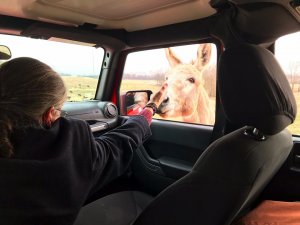 Donkey on the levee