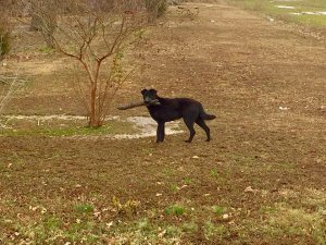 A Delta Dog with a stick. Delta Wildlife