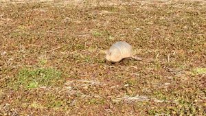 Armadillo in the Delta