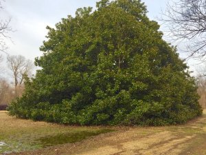 An old, magnificent Magnolia in the Mississippi Delta