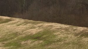 The Mississippi River levee