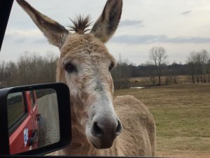 Donkey on the levee greeting touristas on a Delta Bohemian Tour