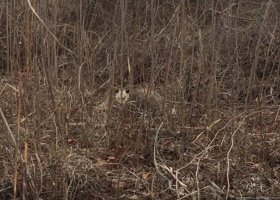 Possum on the Pass