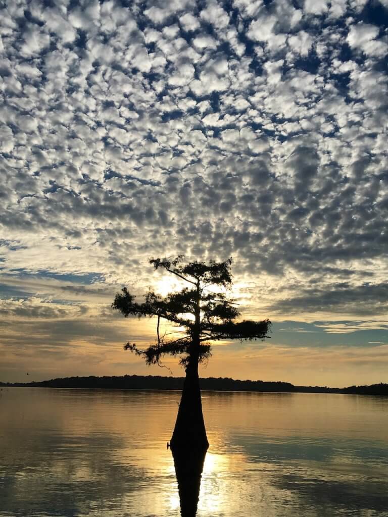 Elephant's Graveyard Moon Lake Tree