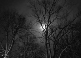 Silhouetted trees with a full moon.