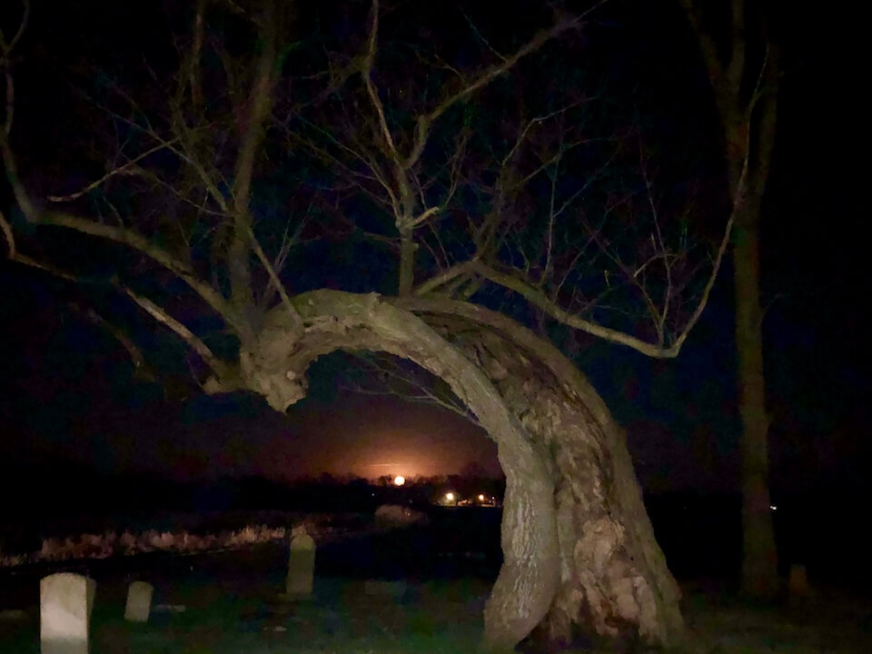 Bent tree in a cemetery at night.