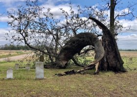 Broken tree in a cemetery.