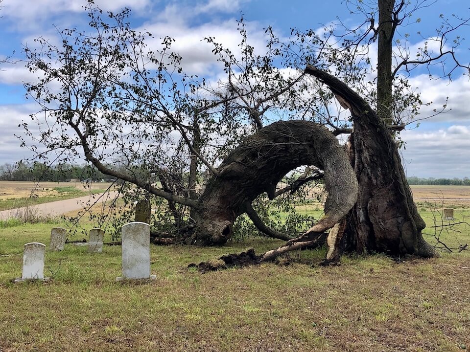 Broken tree in a cemetery.