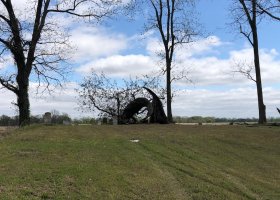 A graveyard with a fallen tree and headstones.