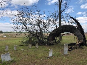 Broken tree in a cemetery with headstones.