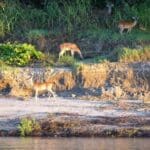 Three deer graze on a riverbank.