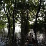 Canoe paddling through flooded forest.